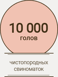 10000 чистопородных свиноматок